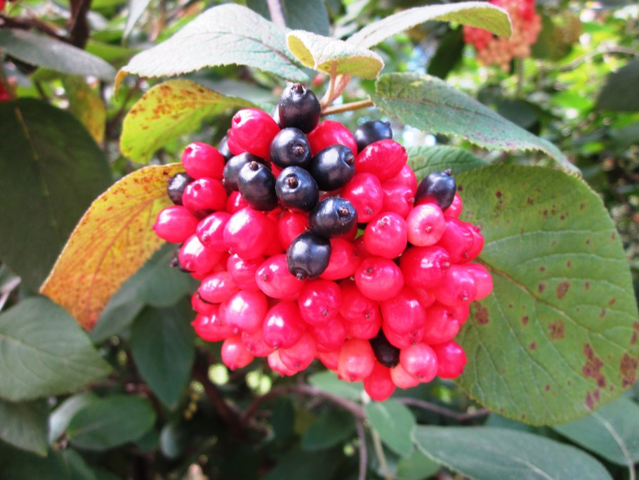 Калина сливолистная