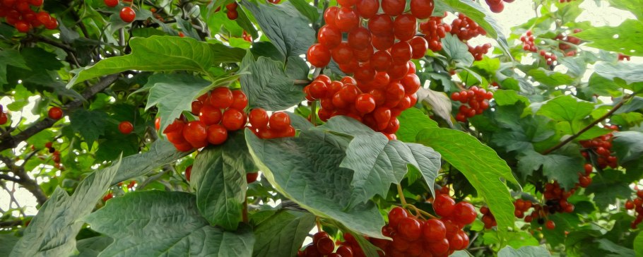 Калина бульденеж ржавчина