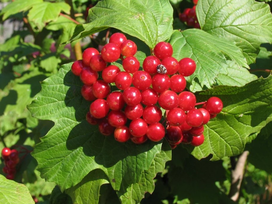 Калина красная
