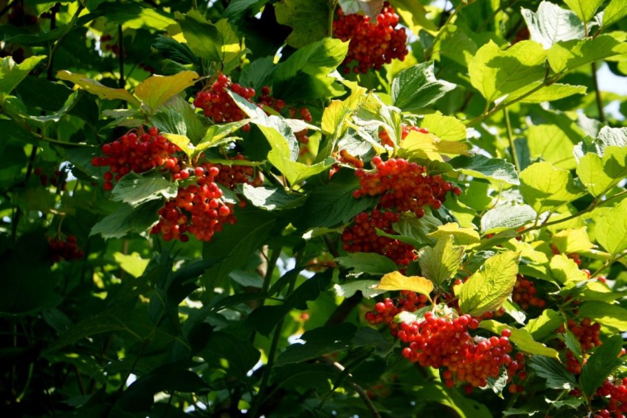 Вибурнум Берри ред