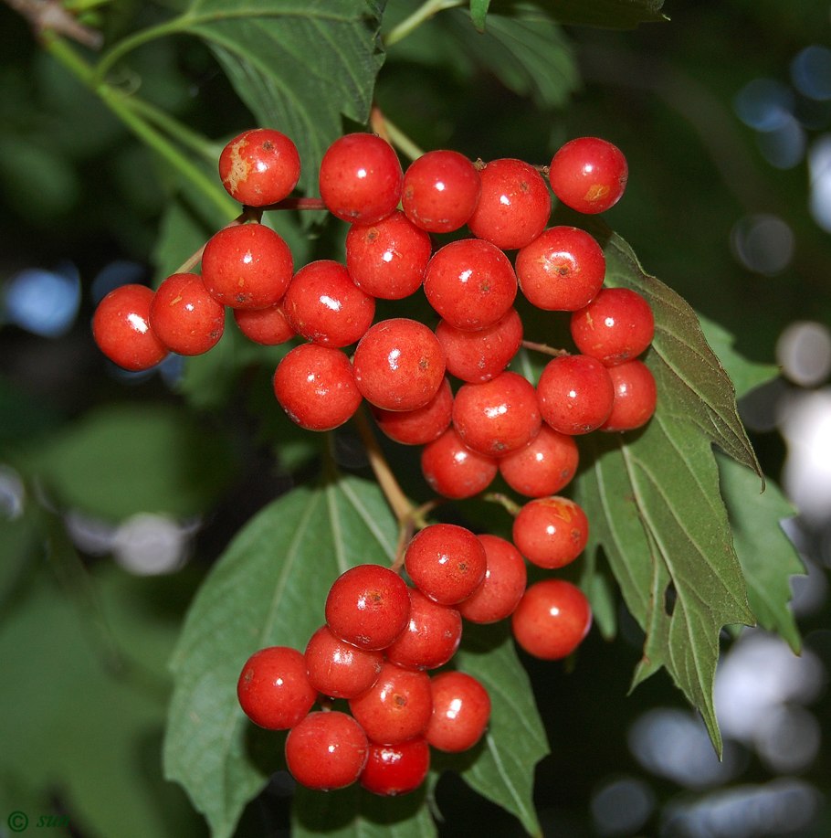 Калина обыкновенная viburnum opulus