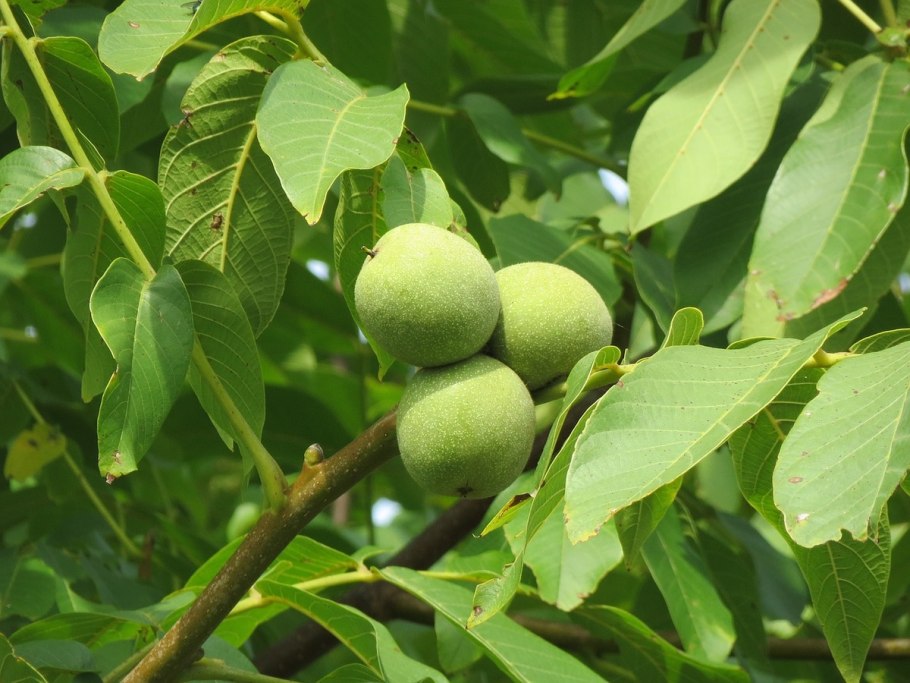Juglans nigra