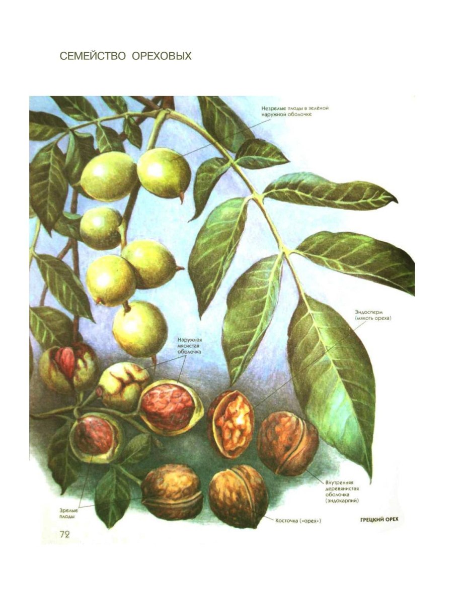 Орех маньчжурский пекан