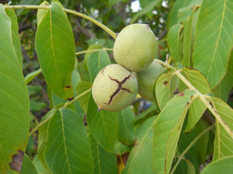 Орех маньчжурский (Juglans mandshurica)