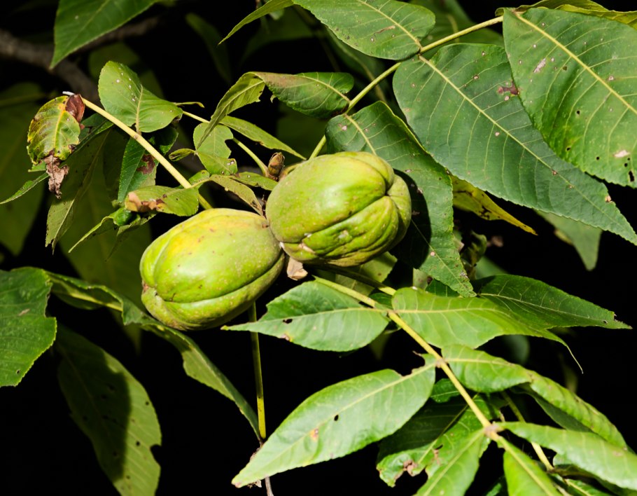 Грецкий орех Juglans Regia l.