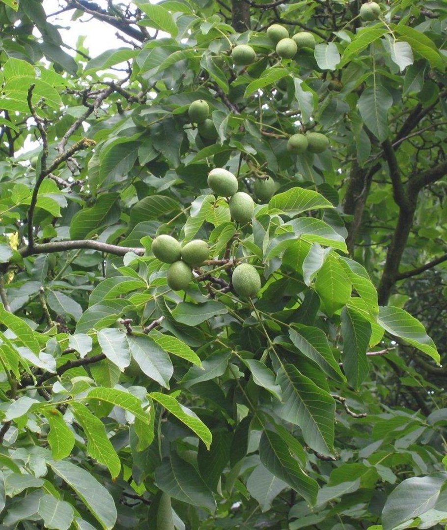 Орех маньчжурский(Juglans mandshurica Maxim)