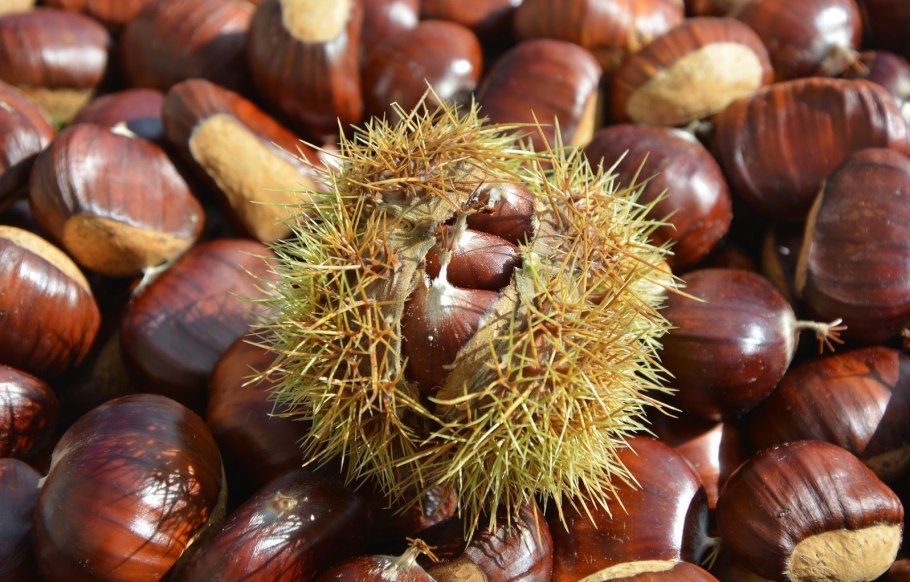 Каштан орех съедобный