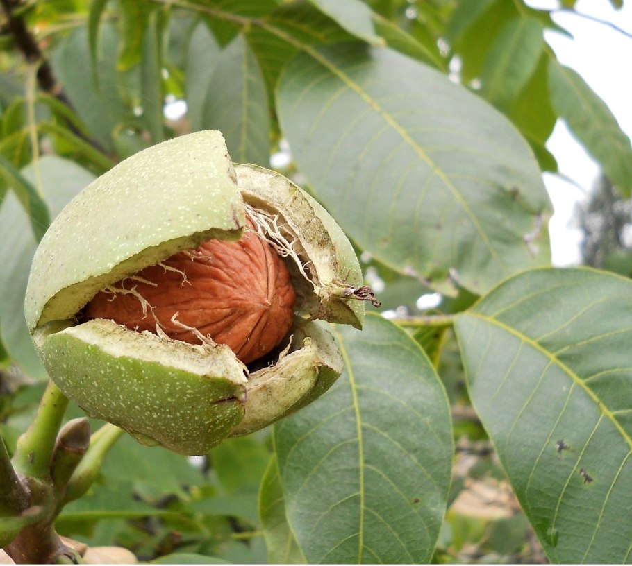 Орех грецкий (Juglans Regia)