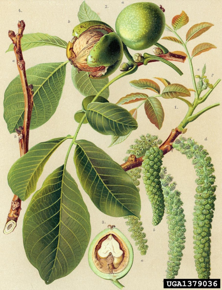 Грецкий орех juglans regia l.