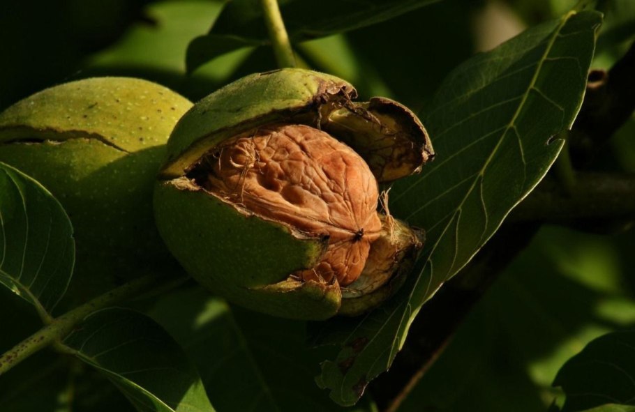 Грецкий орех Juglans Regia l.
