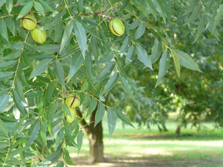 Carya ILLINOINENSIS