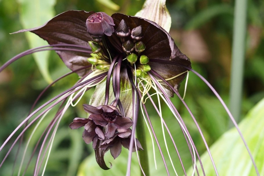 Тропическое растение Геликония