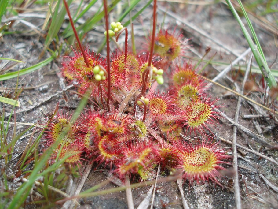 Росянка (drosera)