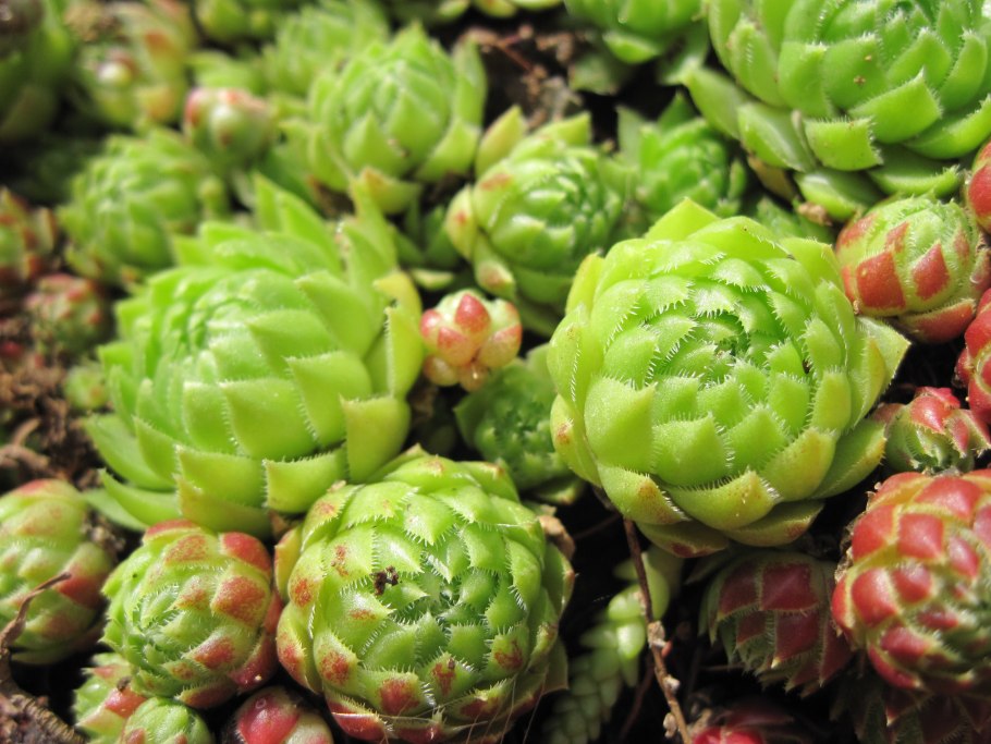 Молодило — Sempervivum soboliferum