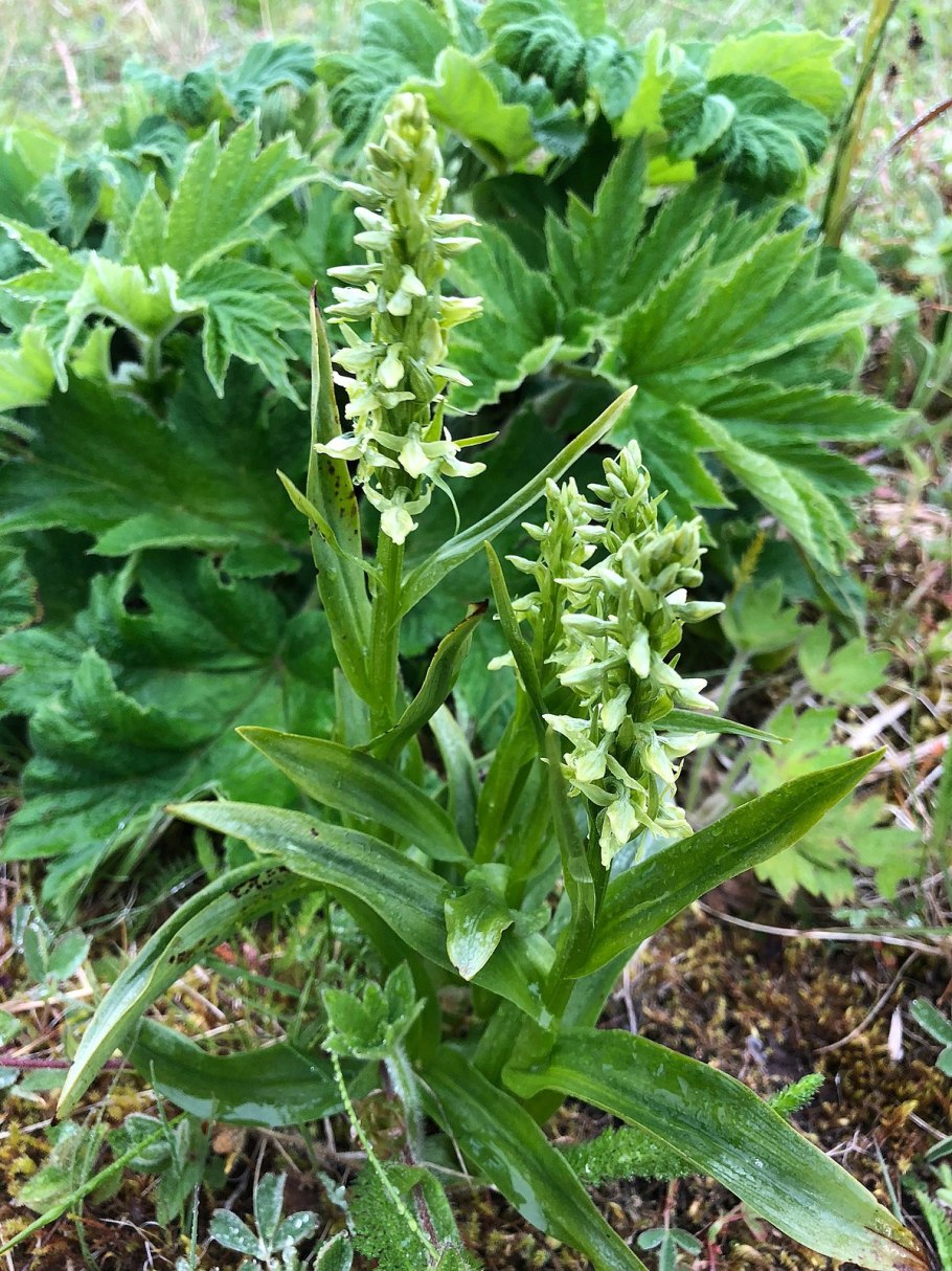 Цветок Любка двулистная