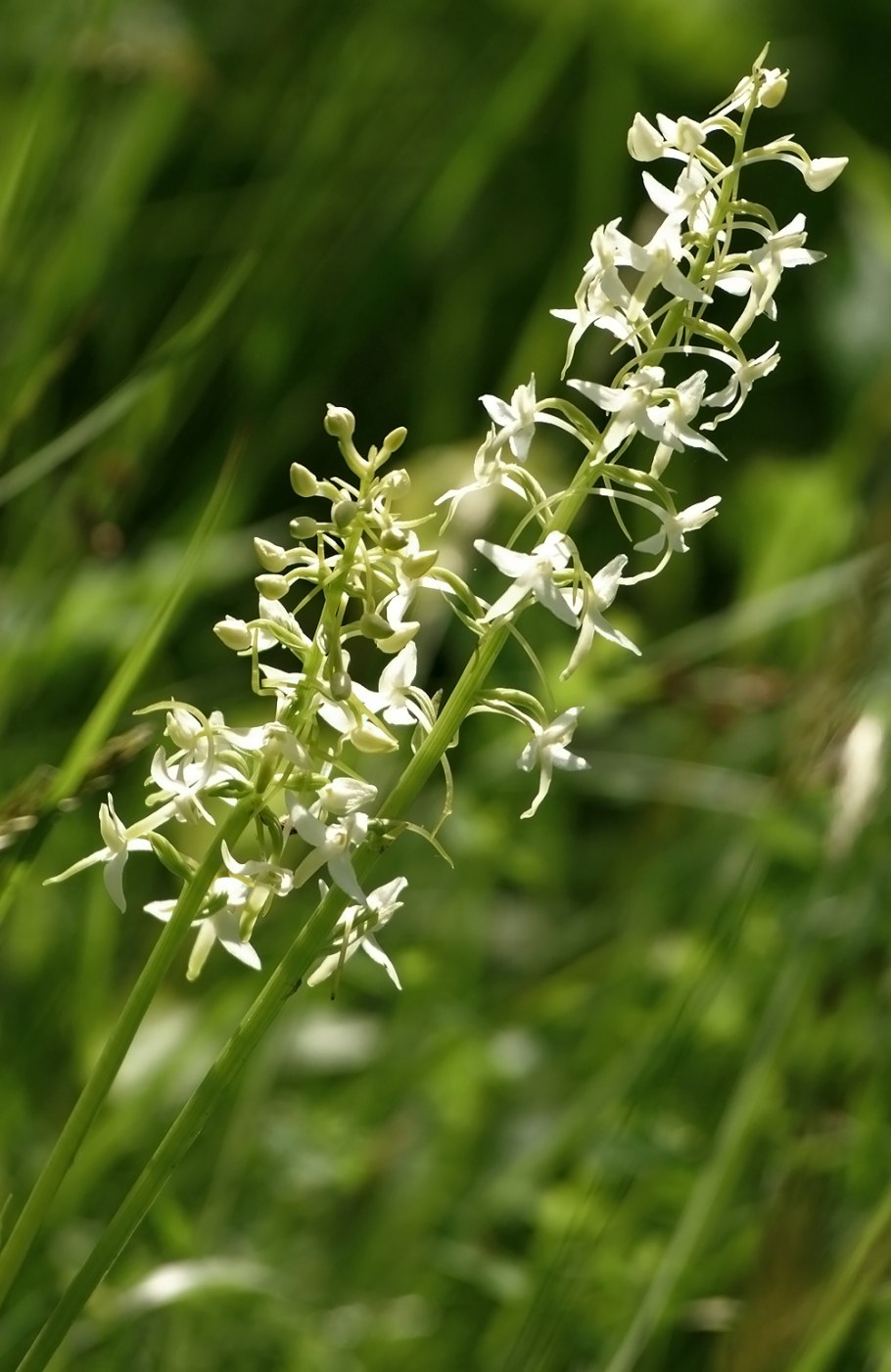 Зимолюбка зонтичная сушка