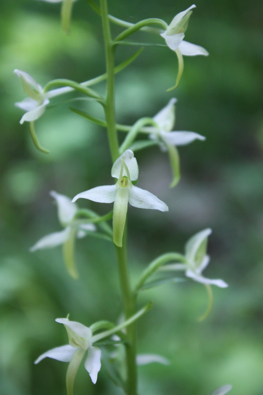 Лесная Орхидея Любка двулистная