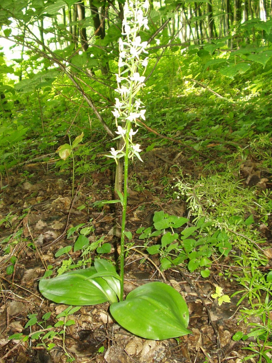 Platanthera Psycodes