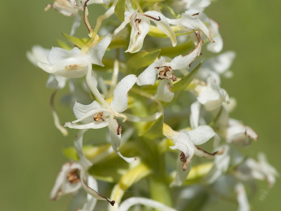Platanthera chlorantha