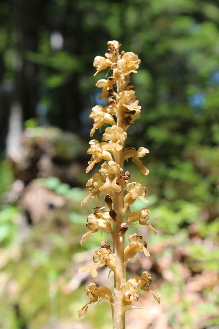 Любка двулистная тычинки