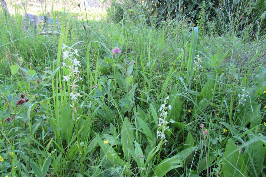 Орхидея любка двулистная