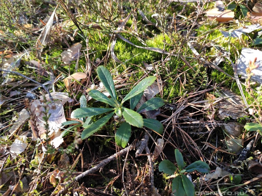 Любка двулистная