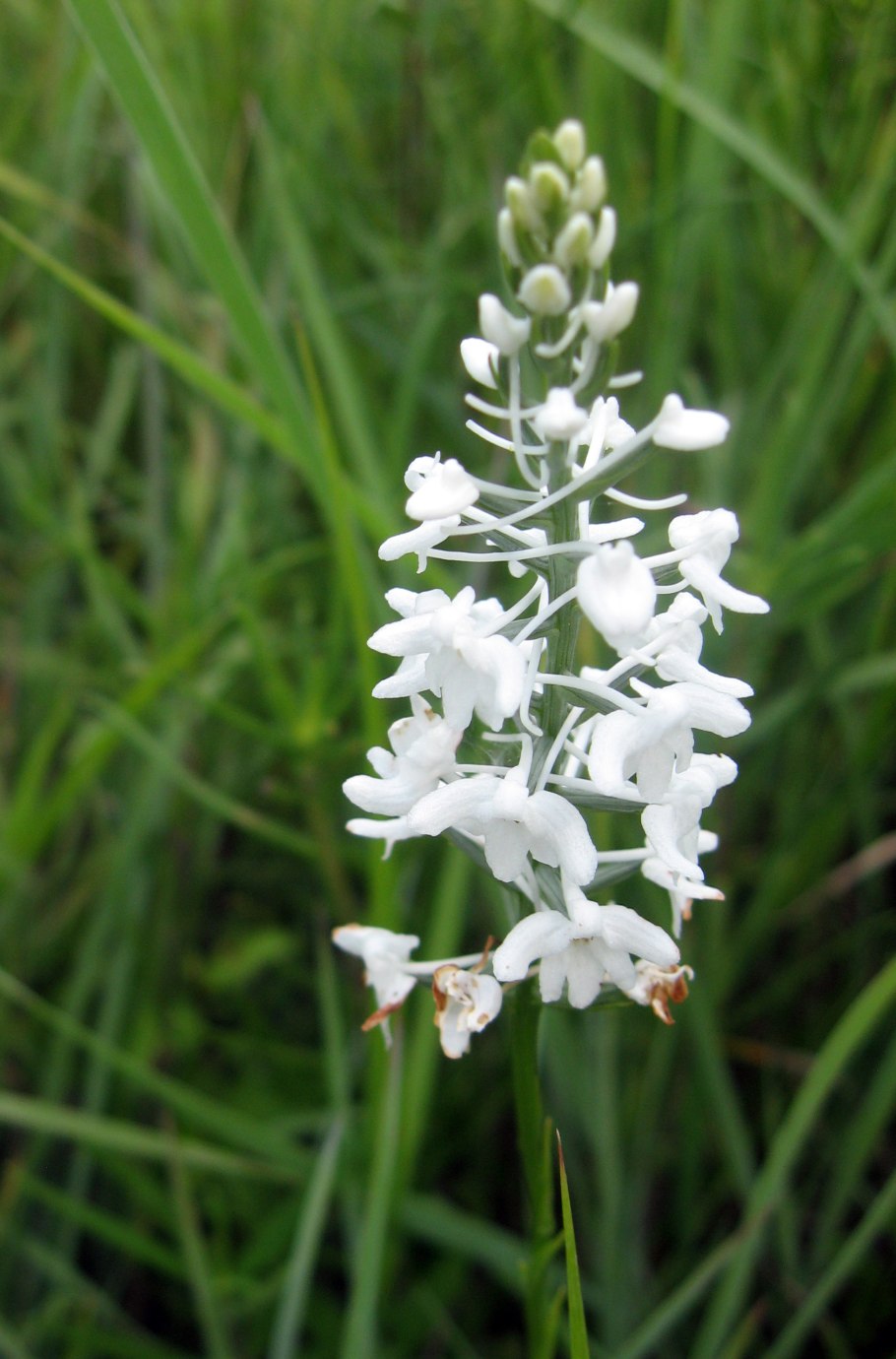 Любка двулистная ночная фиалка