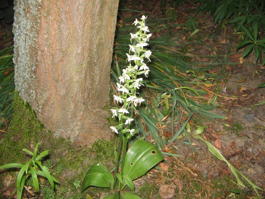 Platanthera bifolia