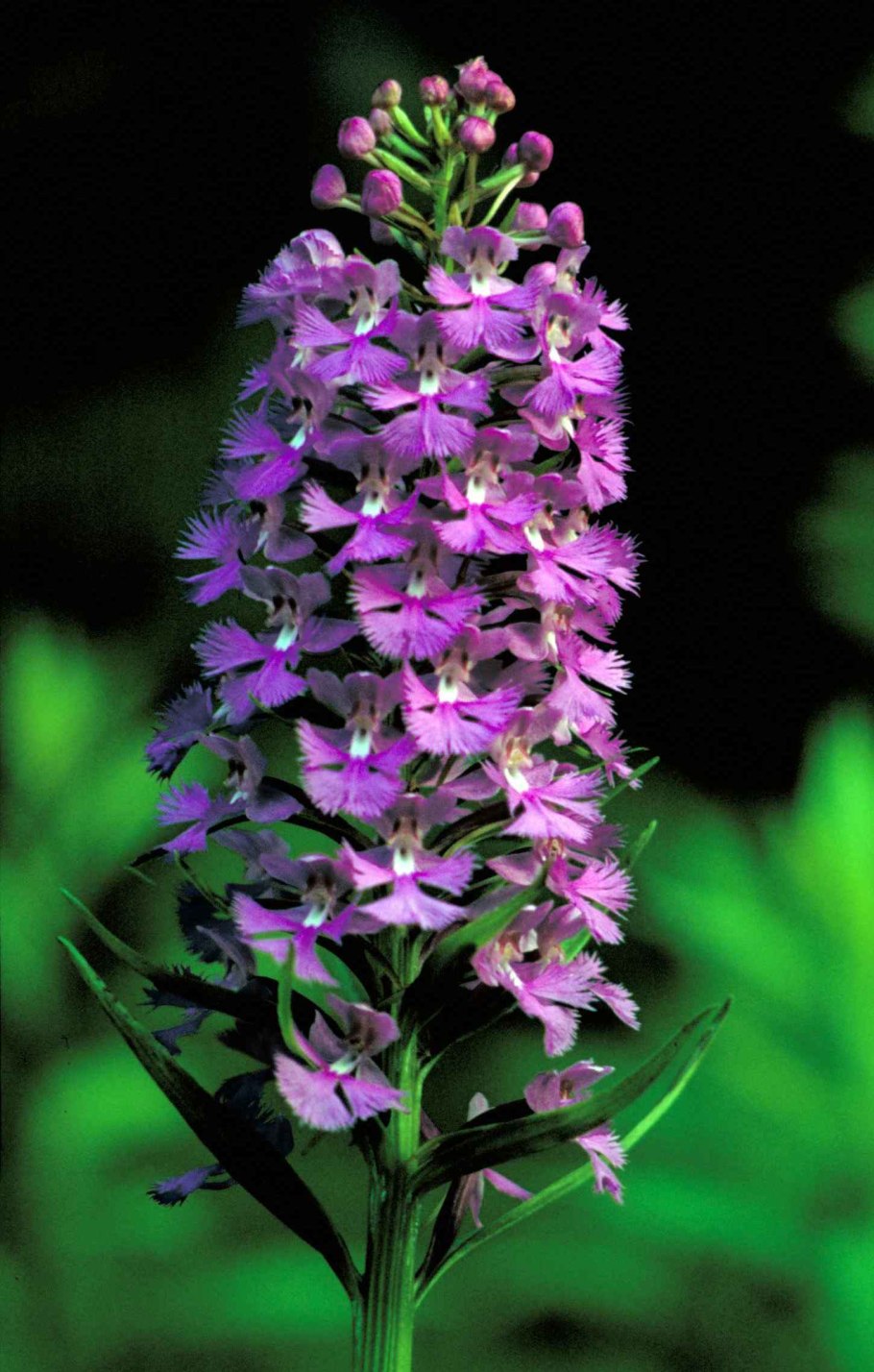 Platanthera psycodes