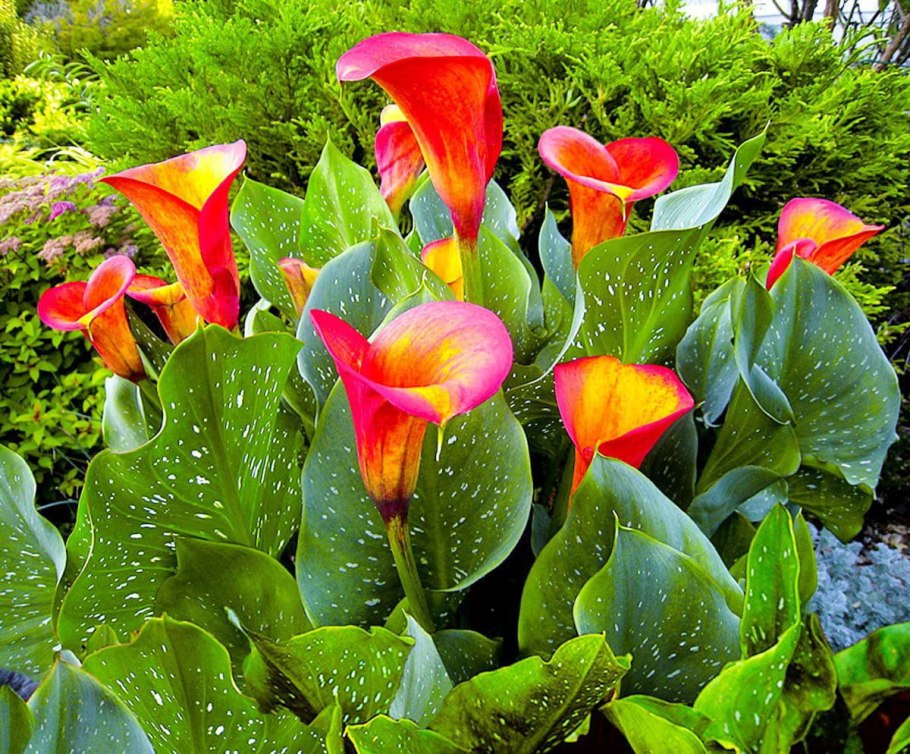 Калла Зантедеския