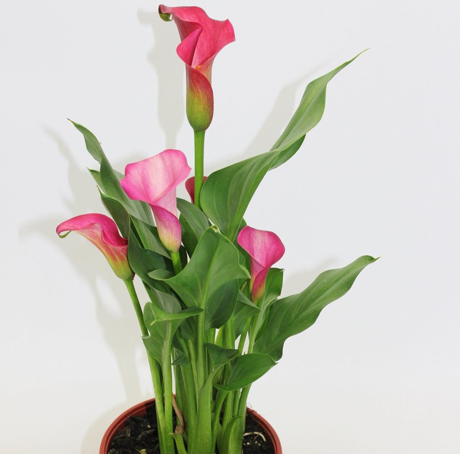 Зантедеския белопятнистая