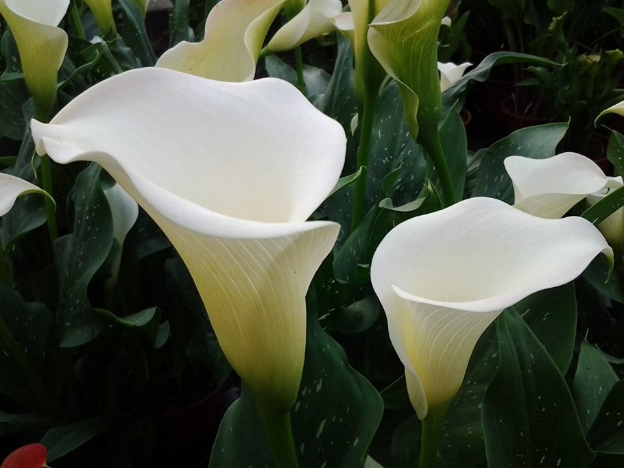 Зантедеския (Калла) (Zantedeschia)
