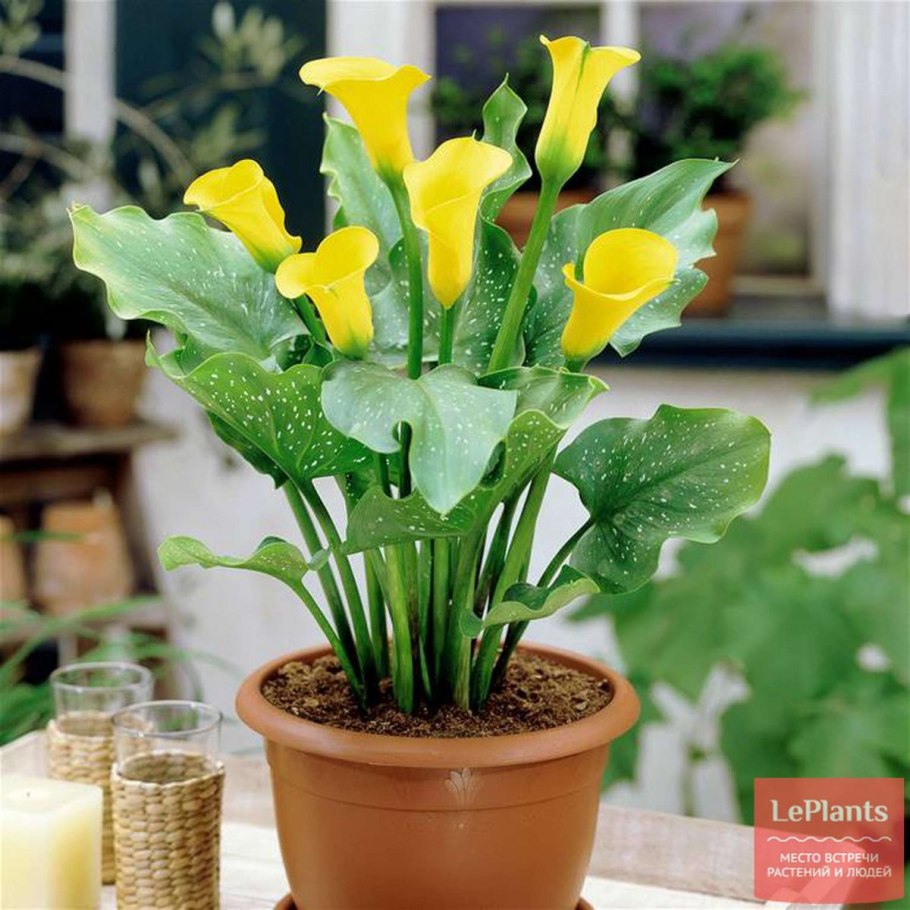 Комнатная калла