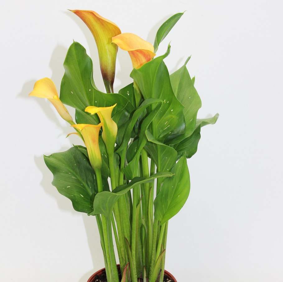 Калла комнатная