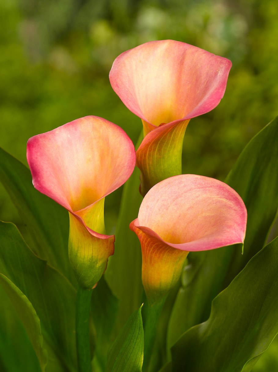 Калла эфиопская Зантедеския