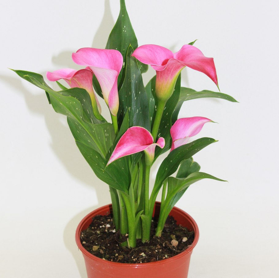 Зантедеския (Калла) (Zantedeschia)