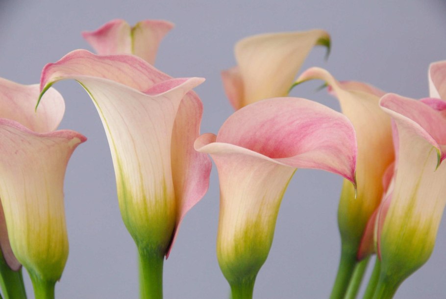 Калла captain rosette