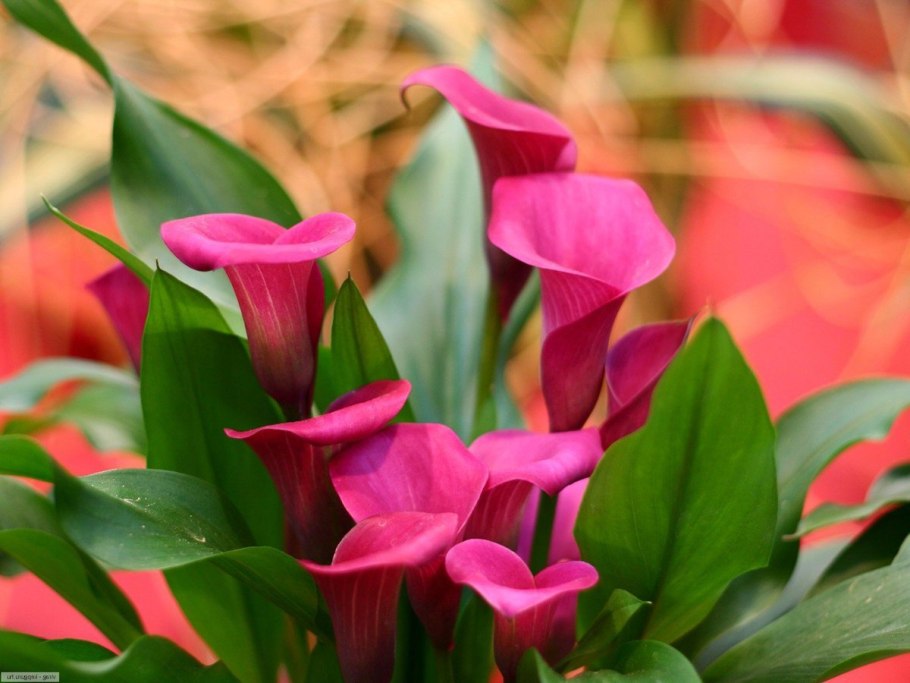 Калла zantedeschia