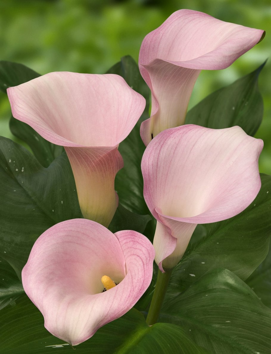 Калла каптейн мелроуз