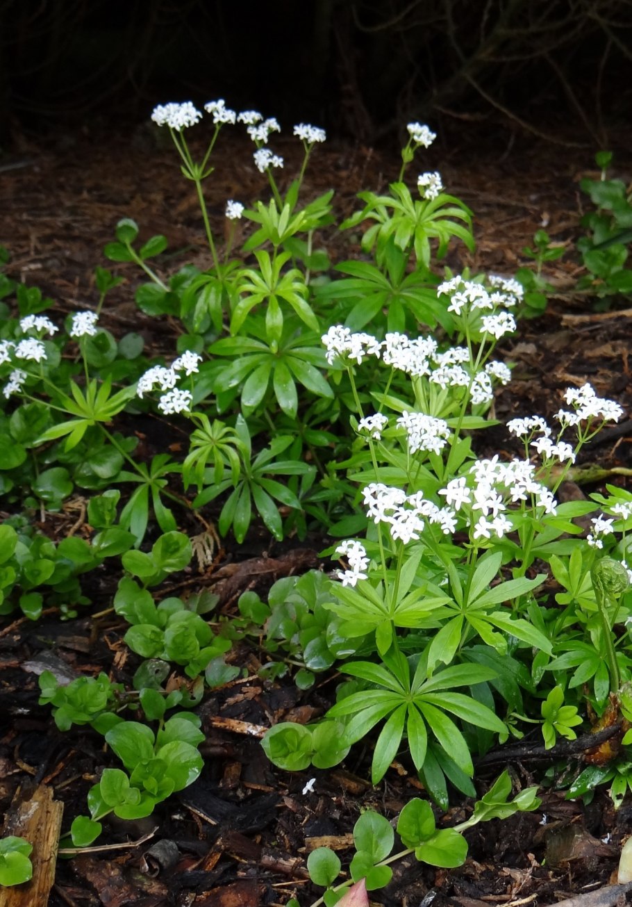 Подмаренник душистый (Galium odoratum)