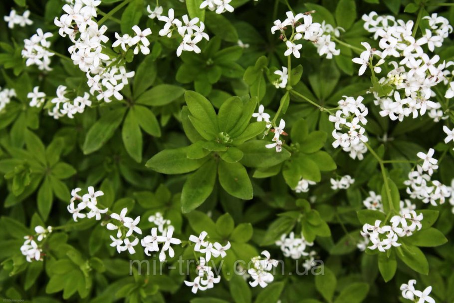 Подмаренник Galium odoratum