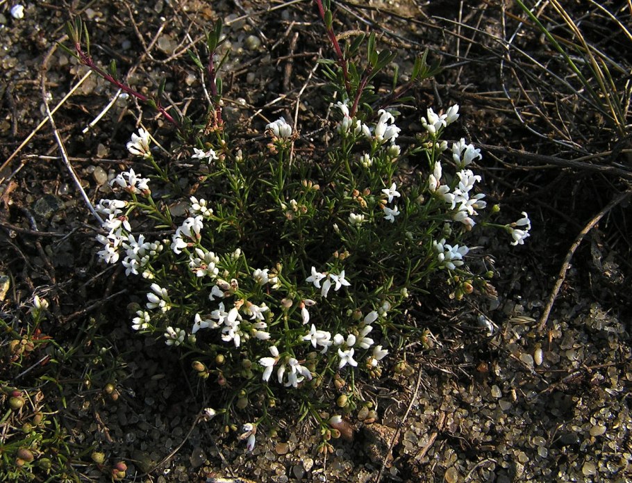 Подмаренник Galium odoratum