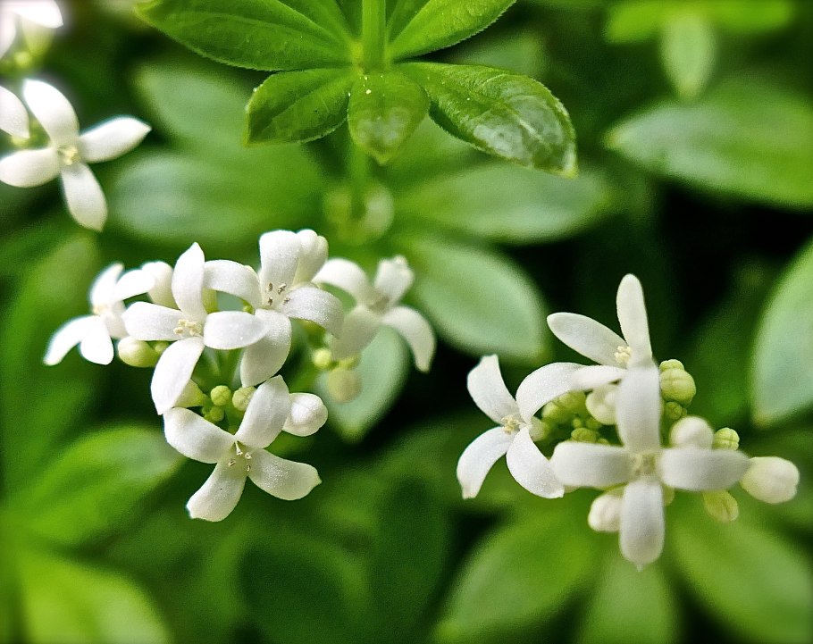 Подмаренник красильный