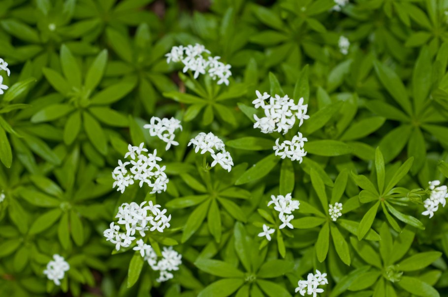 Подмаренник Galium odoratum