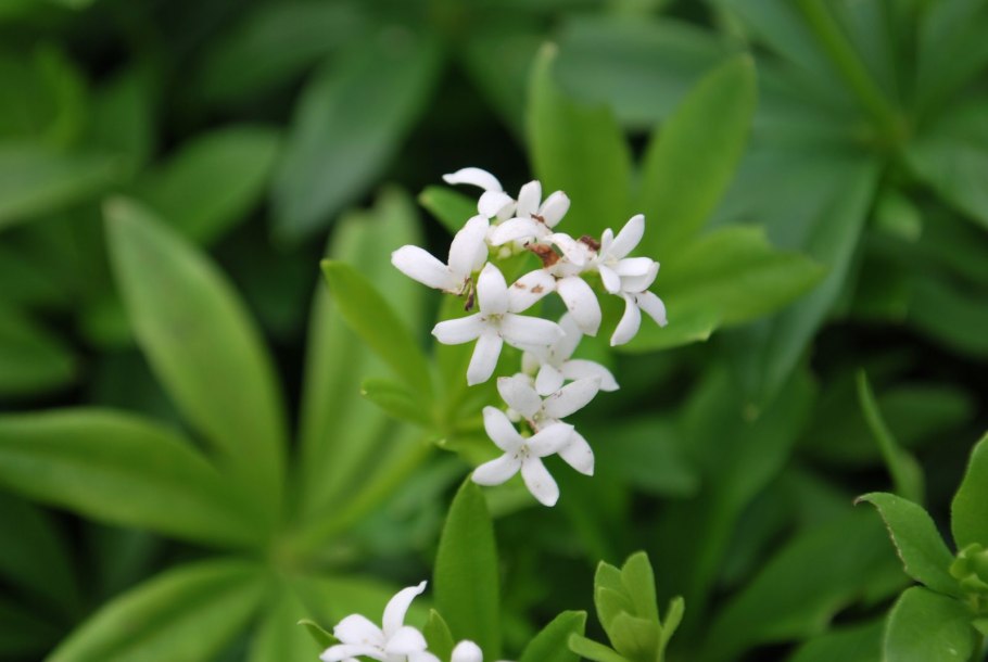 Ясменник пахучий