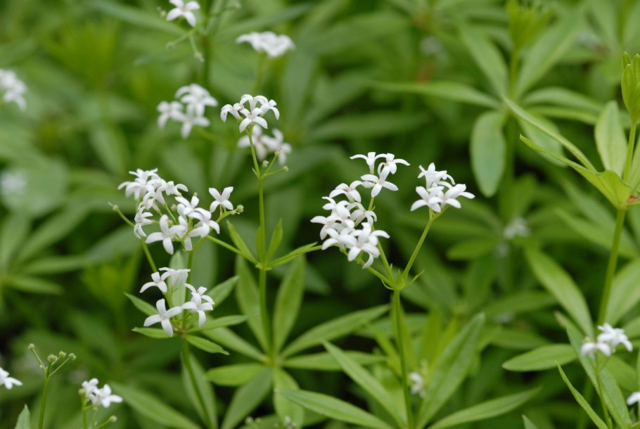 Ясменник пахучий