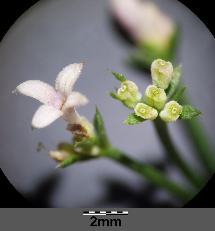 Galium odoratum Fructus