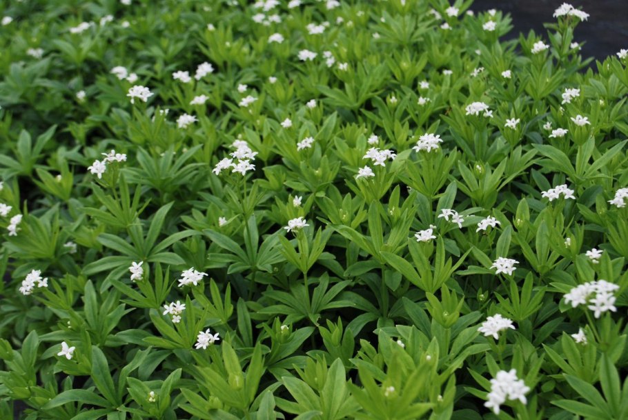 Подмаренник болотный (Galium palustre)