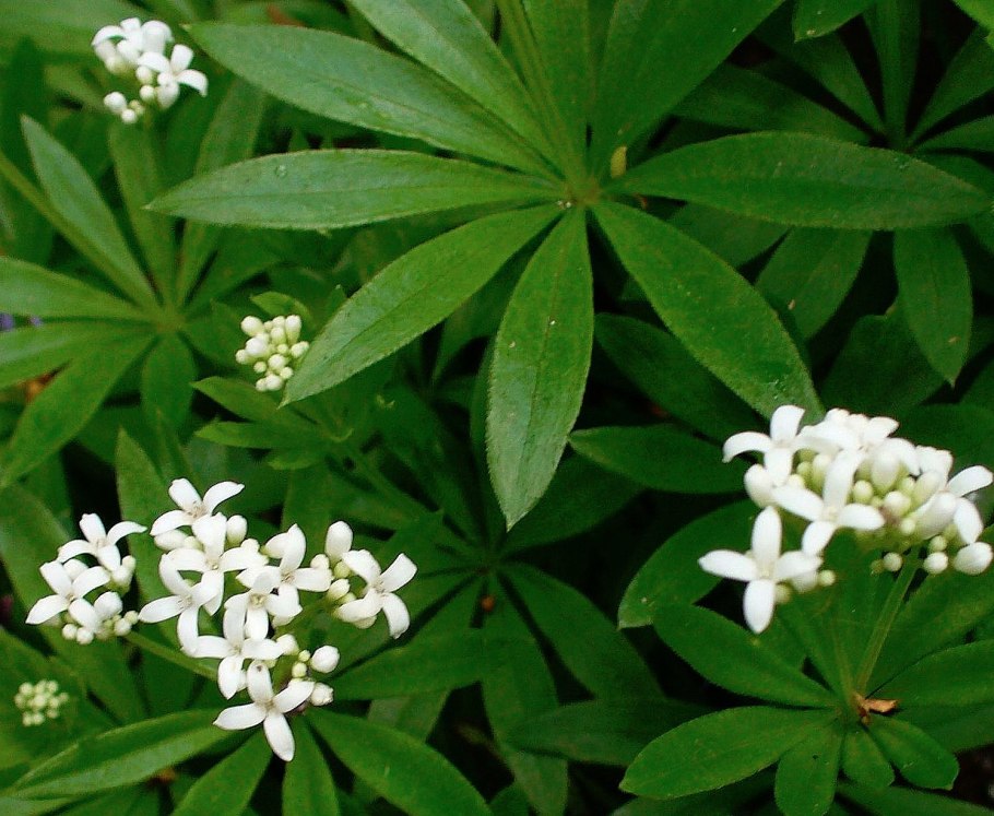 Asperula tinctoria