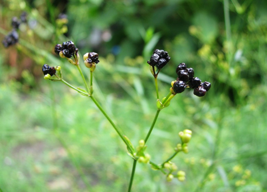 Ясменник подмаренник душистый